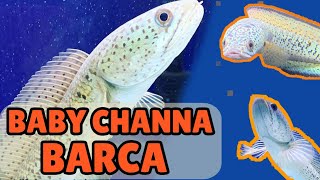 WOOOWWW.... BABY CHANNA BARCA | BEAUTIFULL FISH