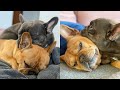 This Is Why 2 Dogs Are Better Than 1 / PURE LOVE