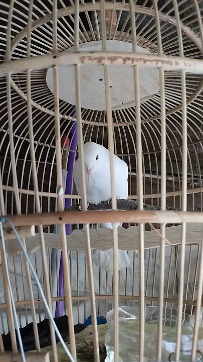 SUARA BURUNG PUTER ALBINO LOKAL MATA MERAH!!!!! #SUARA PUTER GACOR