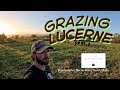 How to Graze Lucerne (Alfalfa) | Regenerative Dairy Farming in the UK
