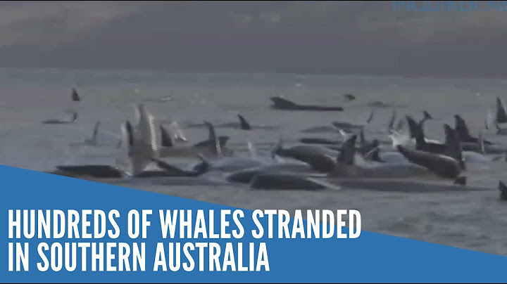 Hundreds of whales stranded in southern Australia