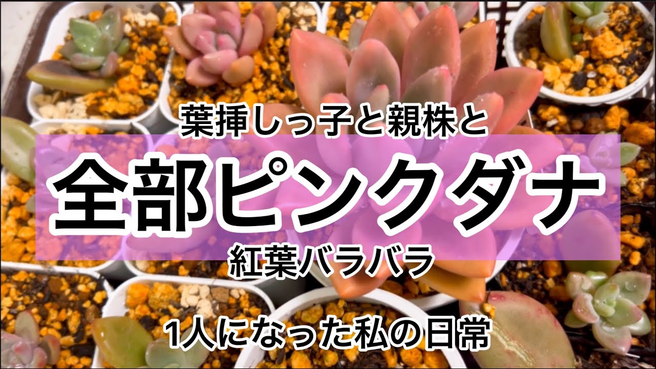 多肉植物]ピンクダナ集めて仕立て直し^_^1人になった私の戯言 - YouTube