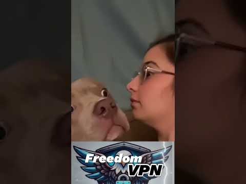 Собака в шоке #пес #dogs #dog #впн #рабочийвпн #юмор #смех #vpn #безопасность