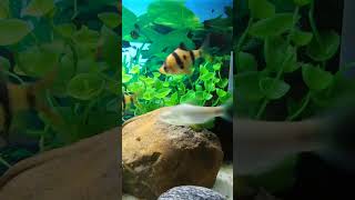 Native barb(Puntius) With Tiger Barb : Will they survive #fish #exoticaquariumfish #aquarium #shorts