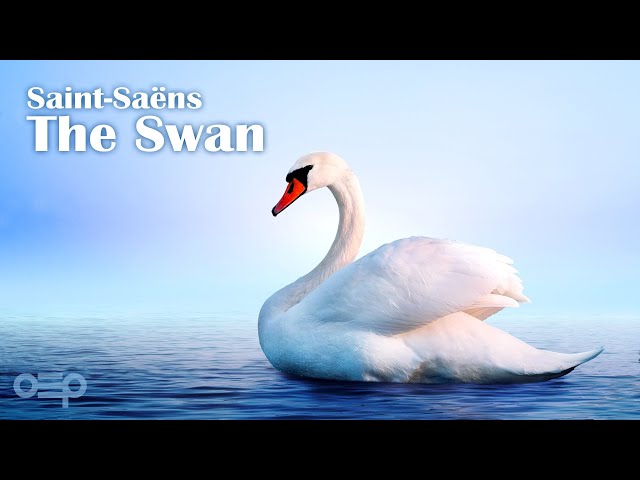 Saint-Saëns - The Swan (Le Cygne), Violin & Orchestra