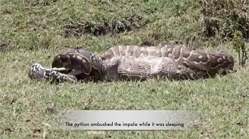 Massive python swallowing an impala