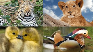 Populasi Satwa Liar Dari Ambang Kepunahan #animals #wildlife #hewanunikdanmenarik