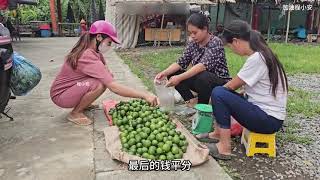 燕子和姐妹一起收水果到集市賣，開開心心真是不錯 #農村生活 #荒野求生 #荒野独居 #求生挑战 #生存挑战 #荒野
