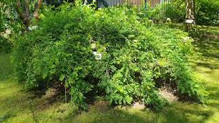Caragana arborescens 'Pendula' čimišník obecný