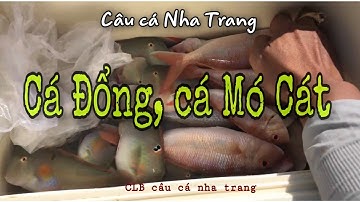 Câu cá Đổng, cá Mó Cát | câu cá biển Nha Trang | câu cá biển | clb câu cá nha trang
