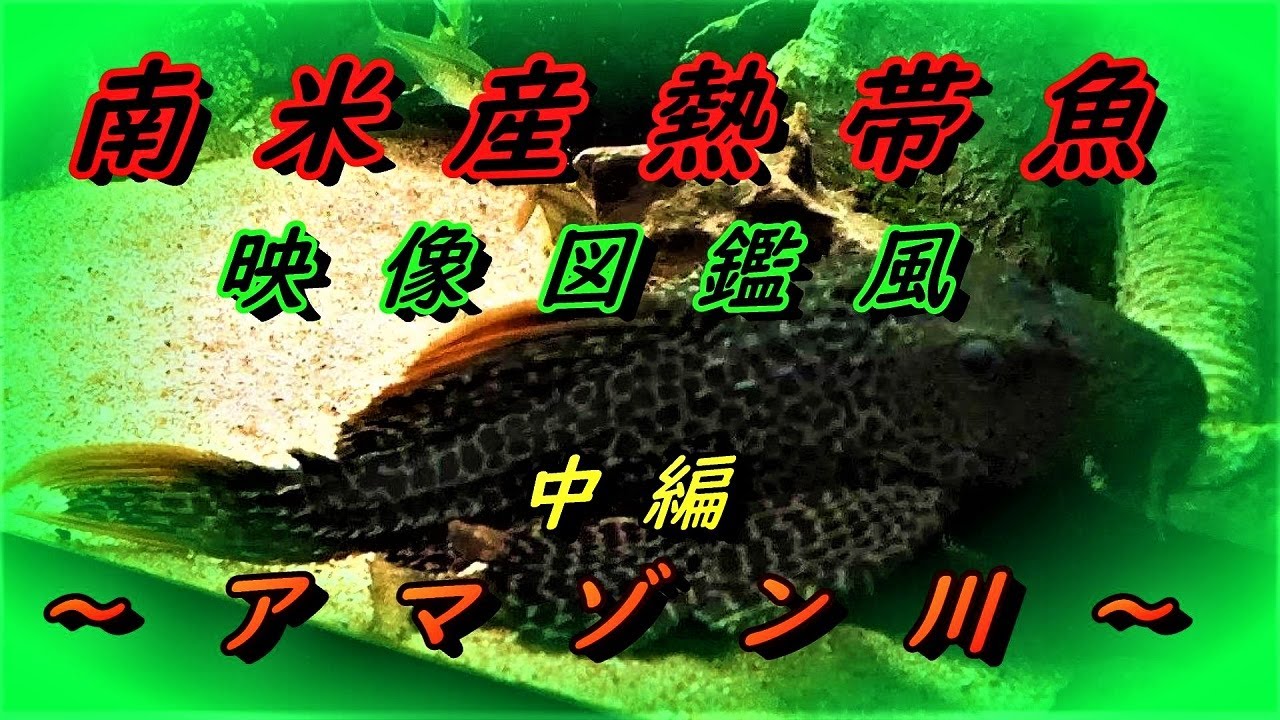 南米産熱帯魚 映像図鑑風 アマゾン川の小型 中型のお魚 中編 Youtube