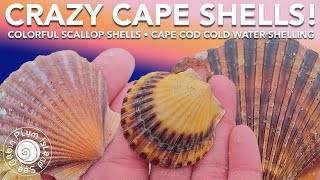 Rainbow Colored Shells! | Kalmus Beach Bay Scallops | Cape Cod MA | Cold Water Shelling New England!