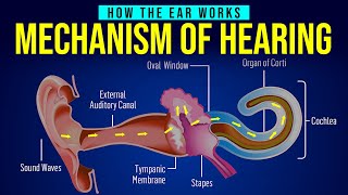 HOW THE EAR WORKS | MECHANISM OF HEARING | Human Ear Structure | Animation