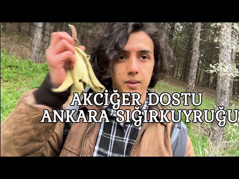 Video: Verbascum Çıkmaz Bilgi: Mullein Çiçek Sapları Nasıl Çıkmaz