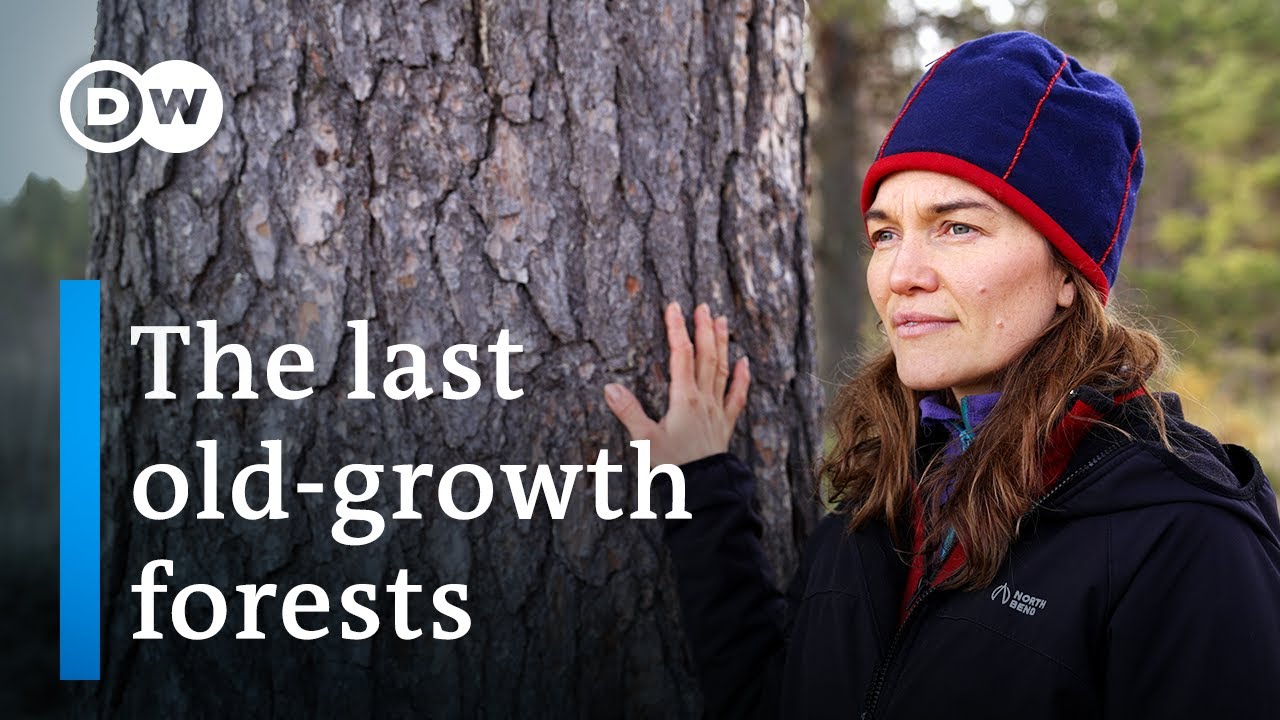 Can Lapland’s primeval forests be saved? DW Documentary YouTube