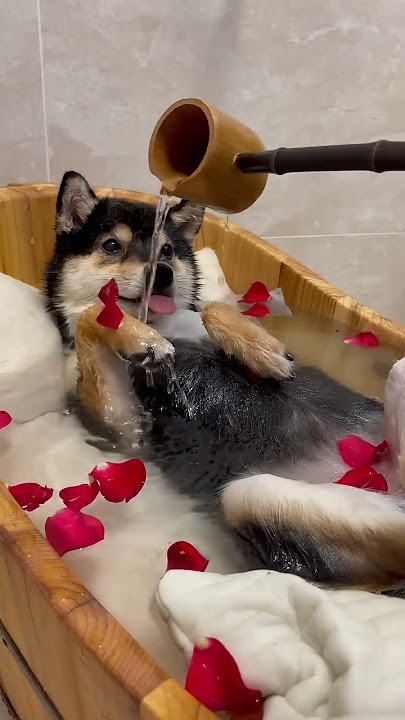 美人泡泡SPA | 曼玉Manyu氛围感清洁 | ASMR #柴犬 #豆柴 #抖音 #柴犬可愛い