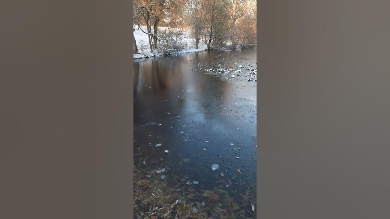 Der Teich im Fischtal Park in Berlin Zehlendorf am 28.11.2023 um 1505