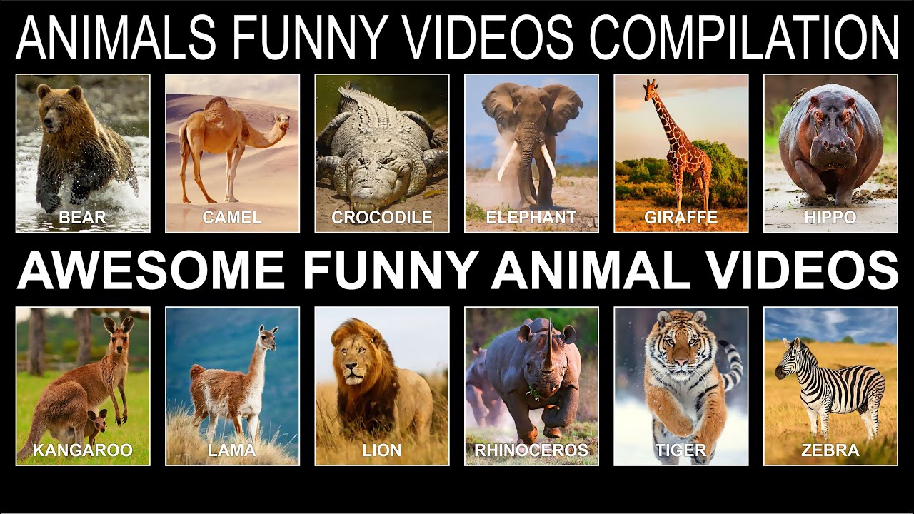 LION FUNNY VIDEO COMPILATION - YouTube