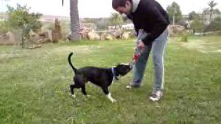 Staffordshire Bull Terrier Spanish