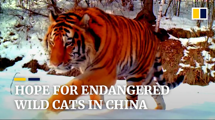 Critically endangered Siberian tigers and Amur leopards protected by Chinese conservationists - DayDayNews