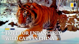 Critically endangered Siberian tigers and Amur leopards protected by Chinese conservationists