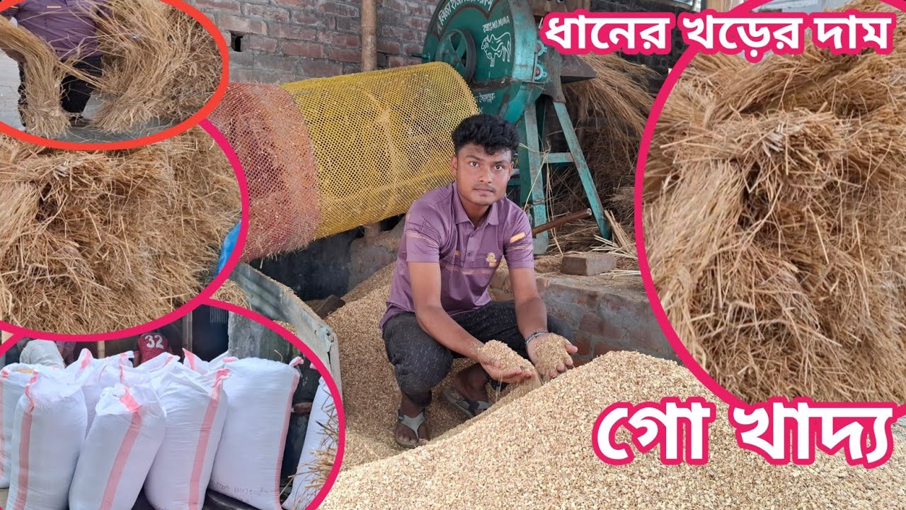 আজ ২১ ৮/২৫ | গো খাদ্যের দাম! লেখাপড়ার পাশাপাশি জিরো সাইজের খড় বিক্রি করছেন!  খড়/বিচালি/কাড়ির দাম 