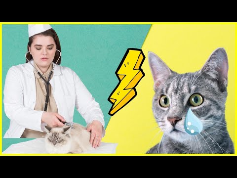 Video: Warum Hat Eine Katze Tränende Augen?