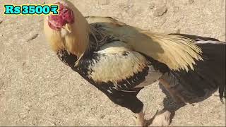 Jharkhand Murga Market || Kukru Haat | parrot beak Aseel murga#kukruhaat #murgamandi #trending