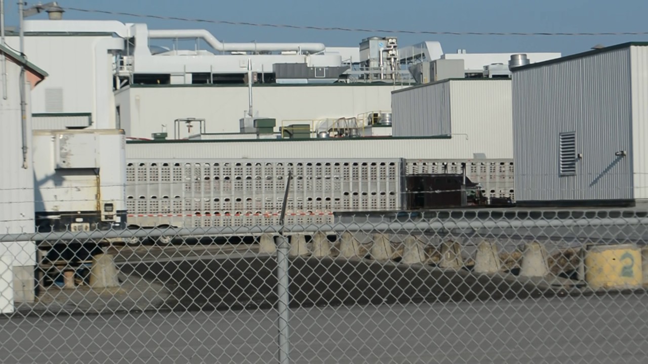 ON LES ENTEND CRIER!! Vigile antispéciste,abattoir Olymel St Esprit 20