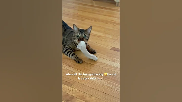 Watch the video about #bengalcat #fannyvideo #pets #bengal