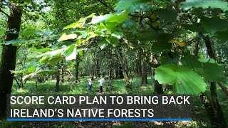 Could this project help to bring back Ireland's native woodlands?
