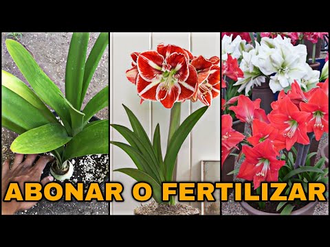 Video: El mejor fertilizante para Agapanthus: aprenda sobre el cuidado y la alimentación de Agapanthus