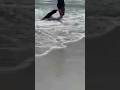 Baby Seal ATTACK! #shorts #shark #attack