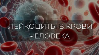 Лейкоциты: всё, что нужно знать о белых кровяных клетках