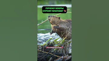 ЗАЧЕМ БОБРЫ СТРОЯТ ПЛОТИНЫ
