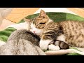 風邪でお母さんのシッポを離さない子猫