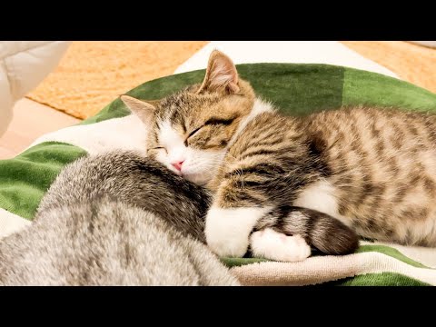 Shikiji The Cat - YouTube
