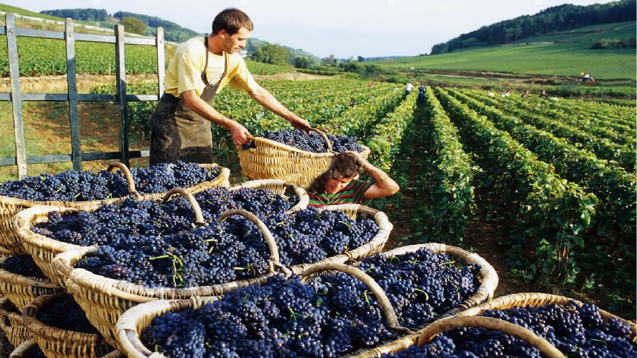Grape Farmer grape-how-to-build-a-trellis-for-grape-vines-building-a-trellis