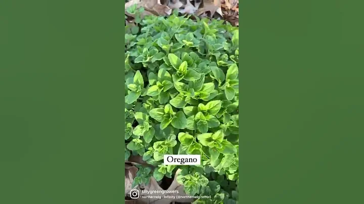 perennial herbs for your garden 🪴 - DayDayNews