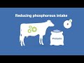 De Heus SA - Prelacto Dry Cow Plan