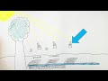 GCSE Biology - Transects & Quadrats