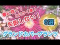 【植物編】春に咲く！失敗しない！とにかく管理が楽！グランドカバープランツ 6選　地被類