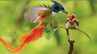 Birds mother feeding their hungry babies..part 1 #birds #hungry #animals