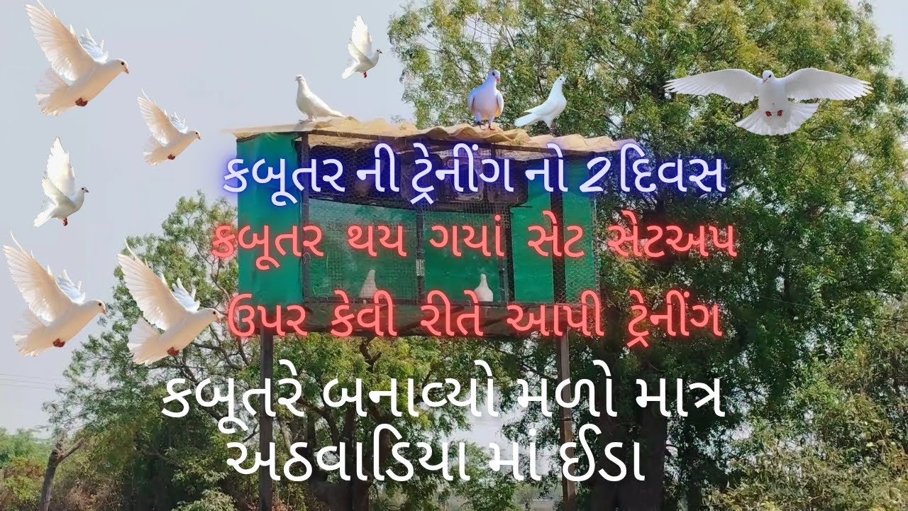 કબૂતર ની ટ્રેનીંગ નો 2 દિવસ / कबूतर की ट्रेनिंग का दूसरा दीन/kabutar ki trenig day 2