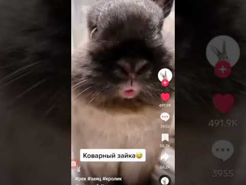 #я создала звук