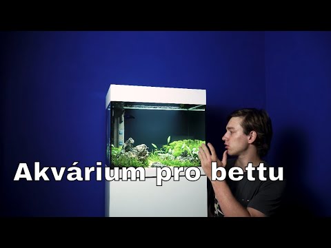 Video: Divize Beta Se Zpozdila Od Prosince Do Začátku Roku