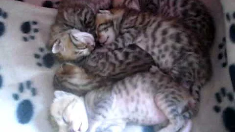 Video 5028681: newborn bengal kittens, sweet bengal kitten, little bengal kitten, cute bengal kitten