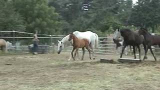 Lachlan Pf - For Sale