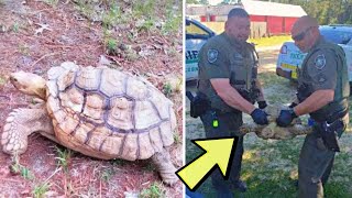 'Fugitive' tortoise who took off in 2020 found mozying streets inFlorida 3 years later by CreepyWorld 449 views 12 days ago 3 minutes, 40 seconds