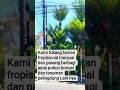 pohon pakis haji//tukang taman#bonsai #tukangtaman #tamanminimalis #tamankering #pohon